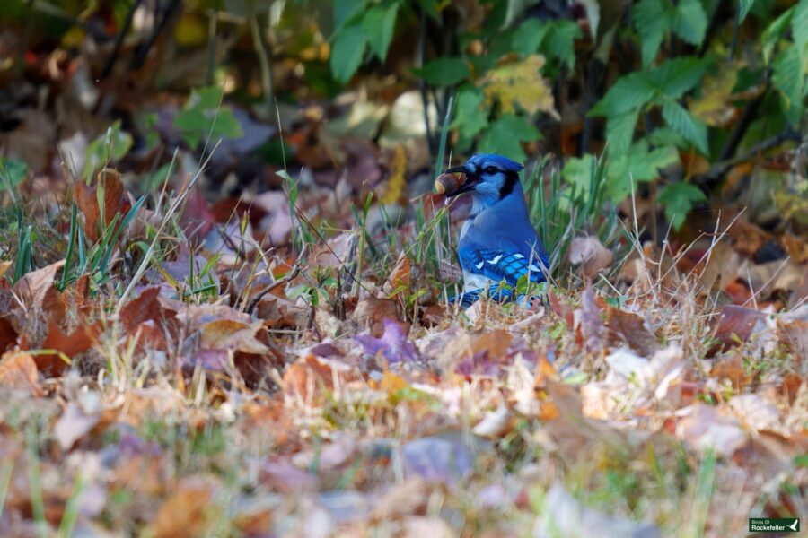 A blue jay holding a nut in its beak sits on the ground among dry autumn leaves, with green foliage in the background.