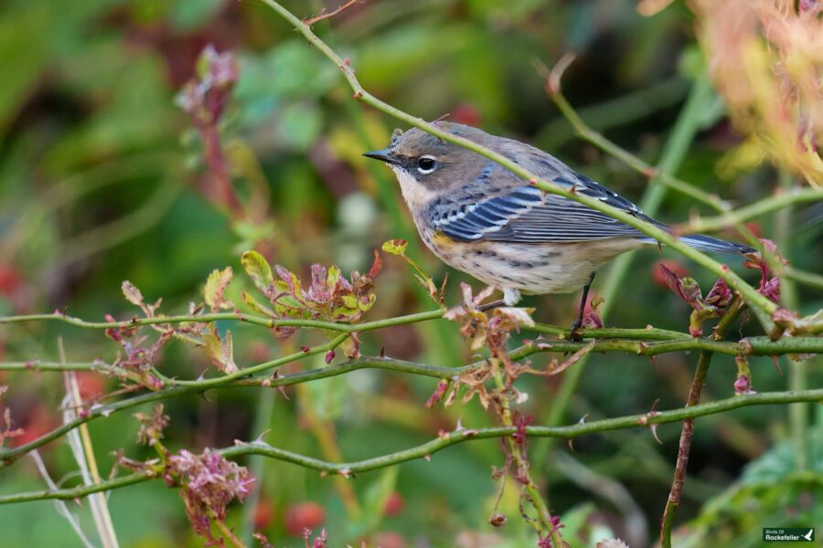 A small bird with speckled feathers perches on a branch surrounded by green foliage.