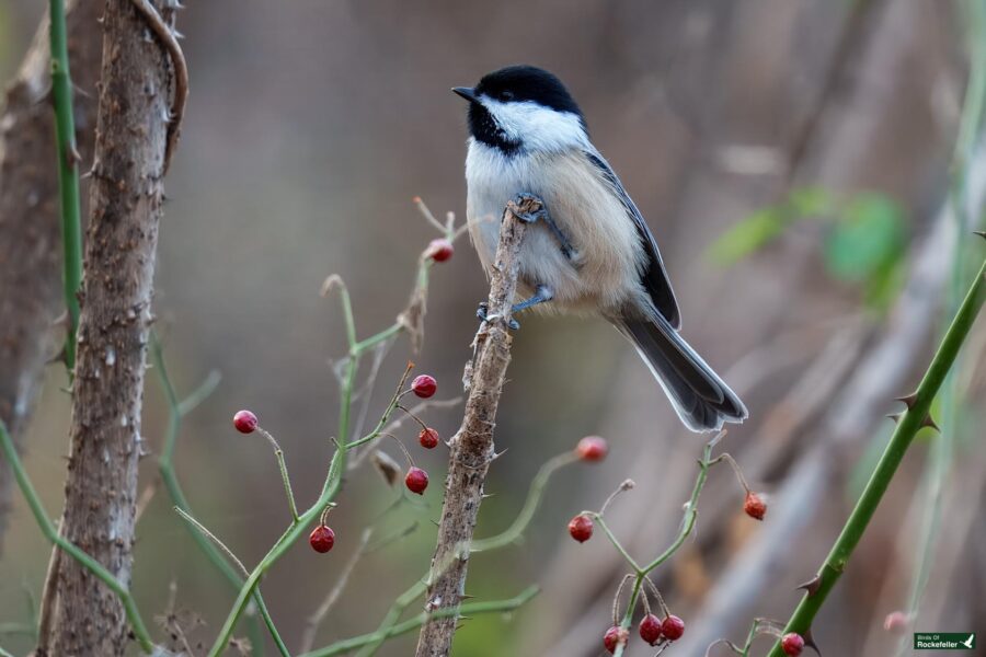 A small bird with a black cap and white belly perched on a branch among red berries and greenery.