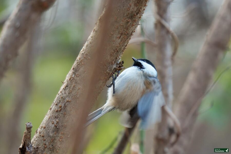 A small bird with black, white, and gray plumage perches on a tree branch. The background is softly blurred with hints of green.