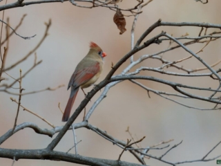 BOR - 11-04-2024 - 0031920 A female cardinal perches on a tree branch with sparse leaves, its crest and beak visible against a blurred background.