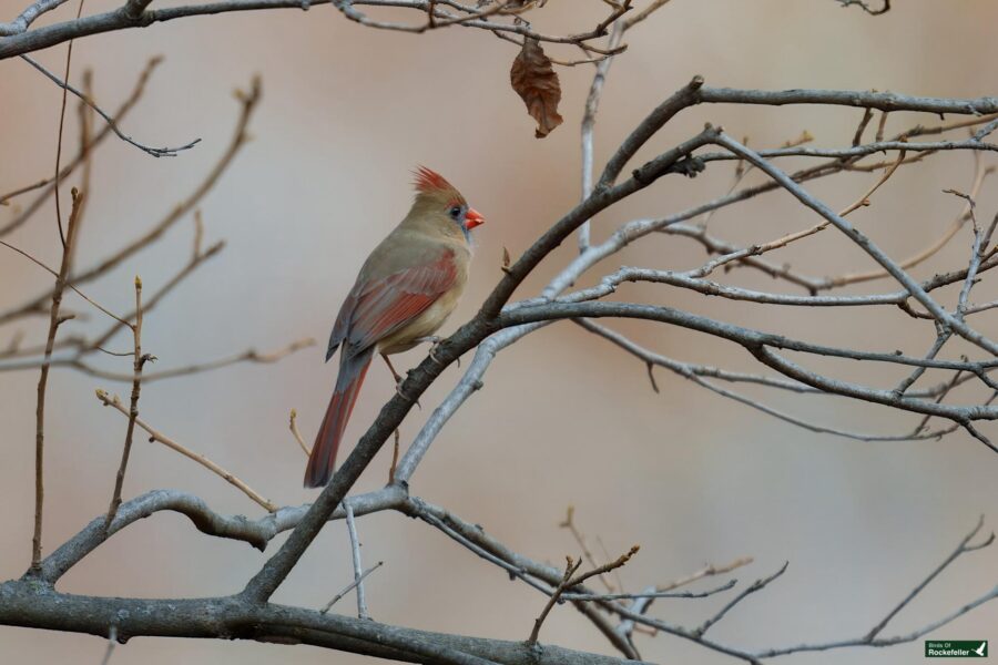 A female cardinal perches on a tree branch with sparse leaves, its crest and beak visible against a blurred background.