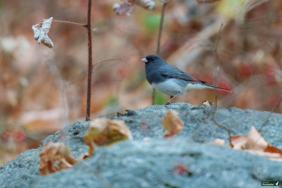 A small bird with dark feathers perches on a rock amidst autumn foliage.