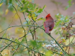 BOR - 11-04-2024 - 0051920 A cardinal with a bright red crest is perched on a thorny branch surrounded by green leaves.
