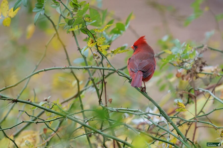 A cardinal with a bright red crest is perched on a thorny branch surrounded by green leaves.