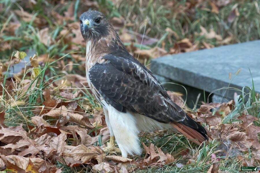 A hawk stands on fallen leaves and grass, with a concrete slab in the background.