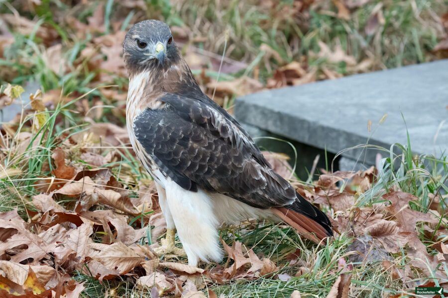 A hawk with brown and white feathers stands on the ground among fallen leaves.