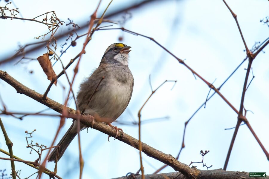 A small bird with a white throat, perched on a bare branch against a clear blue sky.