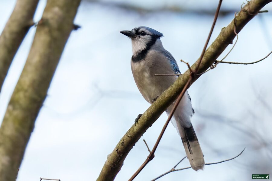 A blue jay perched on a tree branch against a blurred sky background.