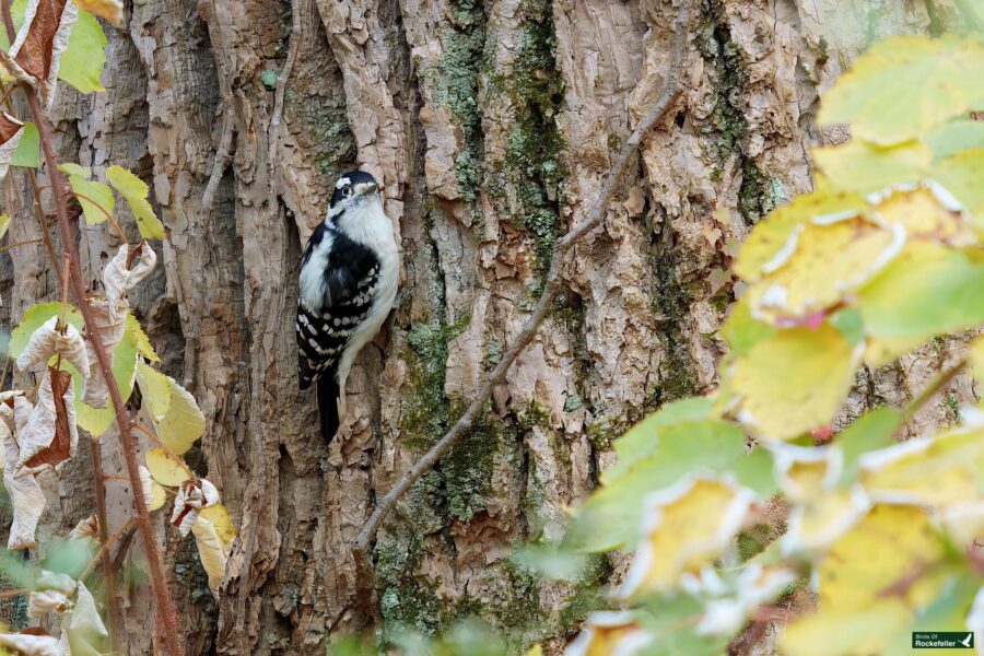 A black and white downy woodpecker perched on a textured tree trunk, surrounded by autumn leaves.