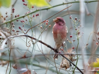 BOR - purple-finch -11-06-2024 - 0011920 A purple finch perched on a branch surrounded by red berries and sparse foliage.