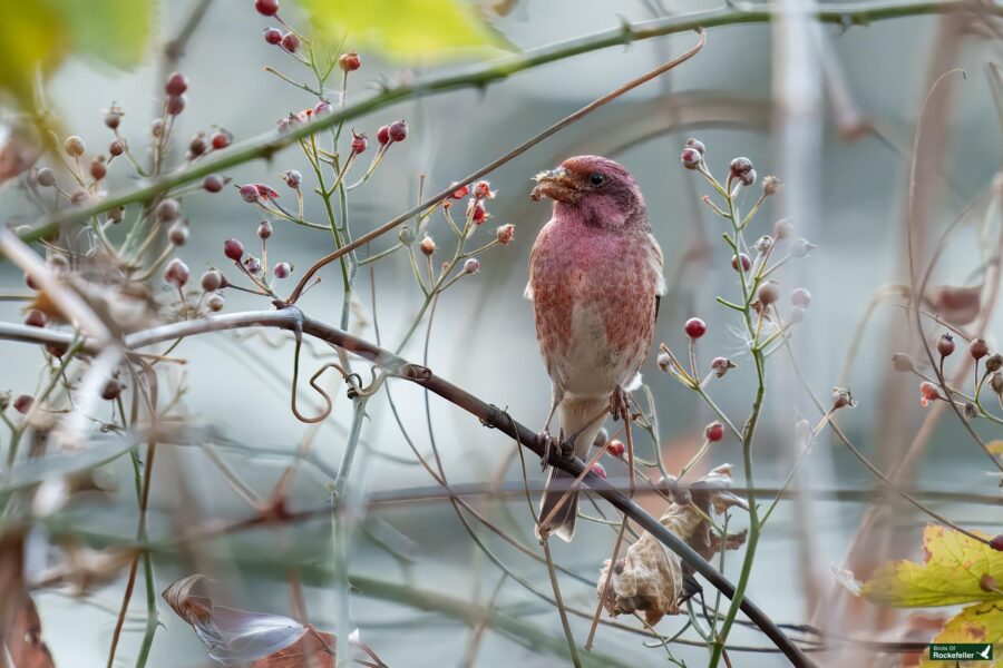 A purple finch perched on a branch surrounded by red berries and sparse foliage.