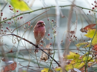 BOR - purple-finch - 11-06-2024 - 0031920 A purple finch perches on a branch surrounded by small berries and autumn leaves.