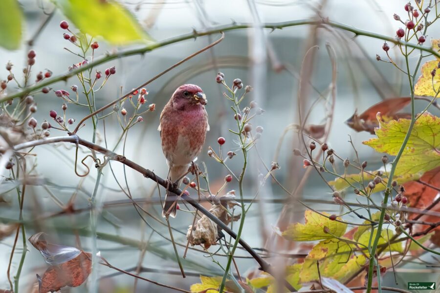 A purple finch perches on a branch surrounded by small berries and autumn leaves.