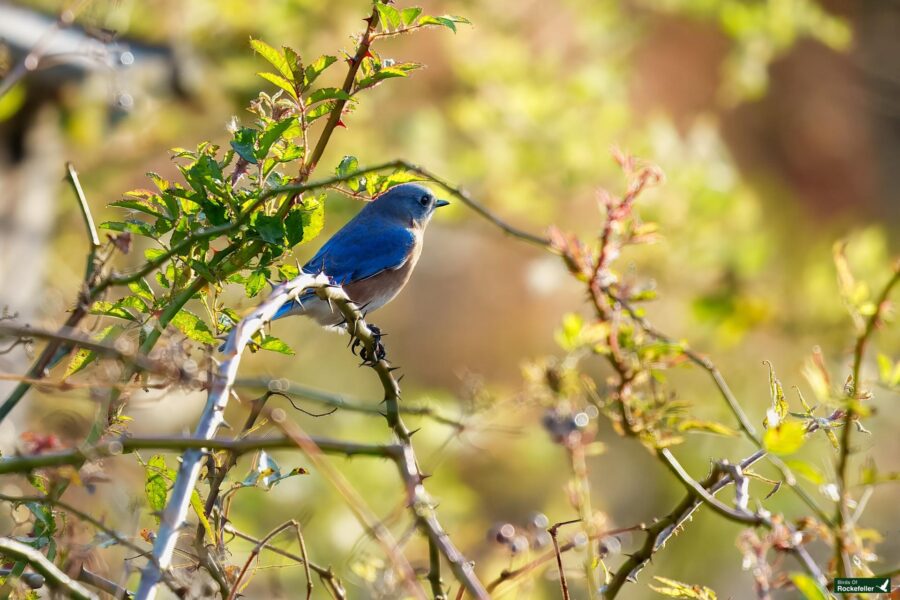 A small blue and white bird perched on a branch amidst green and yellow foliage.