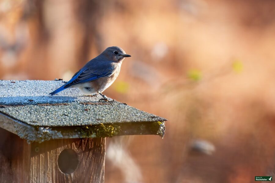 A bluebird perches on a frosty birdhouse roof against a blurred, warm-toned background.