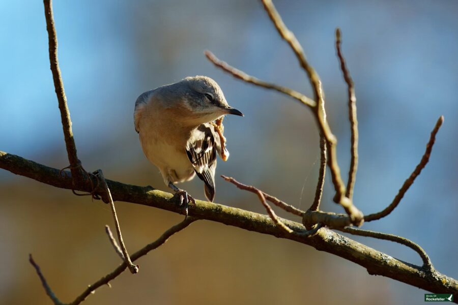 A small bird perches on a thin branch against a blurred background under natural light.