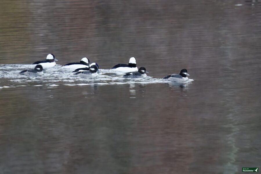 A group of bufflehead ducks with black and white markings swims together on a calm body of water.