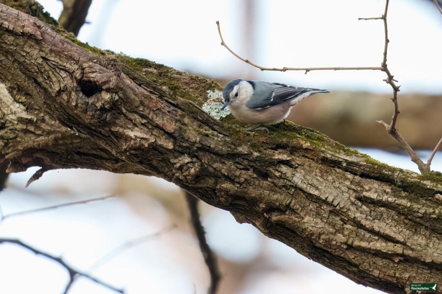 A white-breasted nuthatch bird perched on a mossy branch, set against a blurred background.