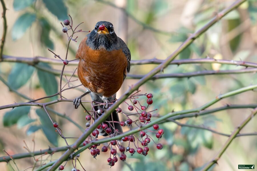 A robin perched on a branch surrounded by red berries, with a blurred background of green foliage.