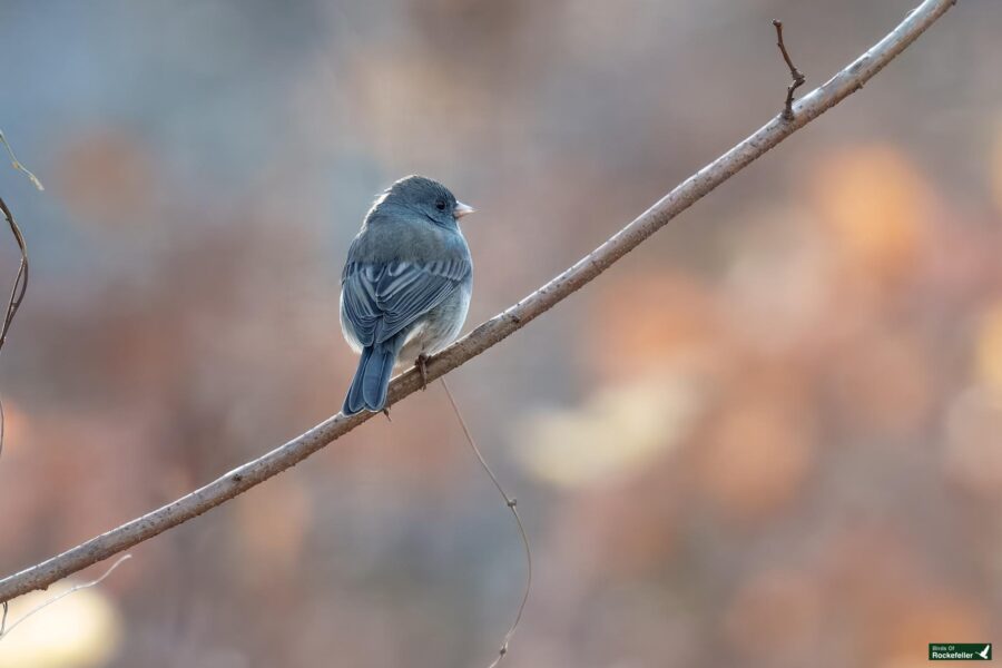 A dark-eyed junco bird with gray and blue feathers perched on a thin branch against a blurred background.