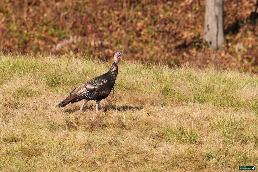 A wild turkey stands on a grassy field with brown foliage in the background.