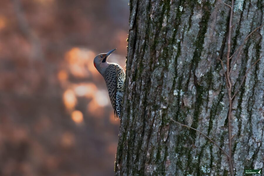 A northern flicker with a gray head and spotted body clings to the side of a tree trunk in a forest.