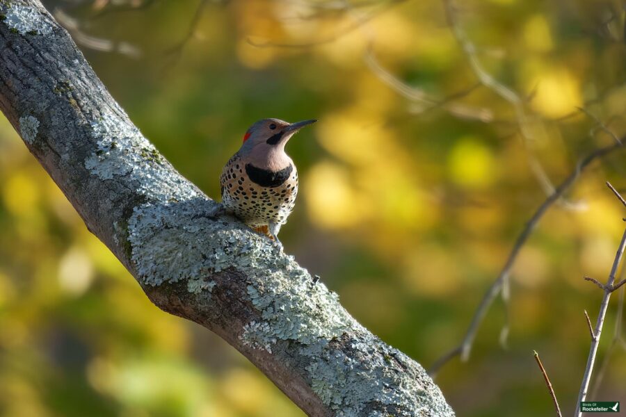 A northern flicker perched on a lichen-covered tree branch with a blurred background of fall foliage.