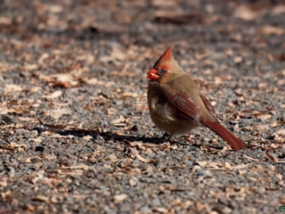 BOR - female-cardinal - 11-14-2024 - 0121920 A female cardinal stands on a gravel surface, surrounded by dry leaves.