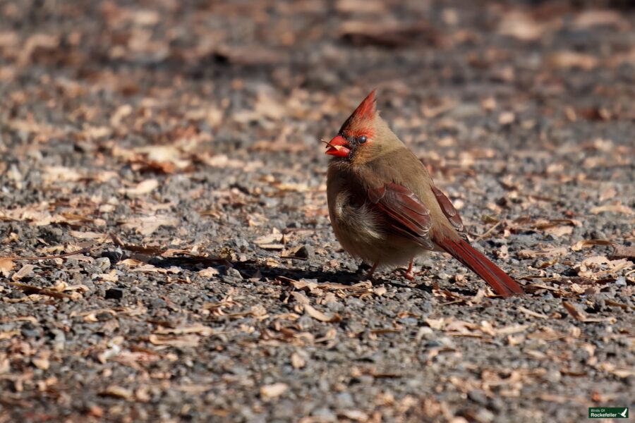 A female cardinal stands on a gravel surface, surrounded by dry leaves.