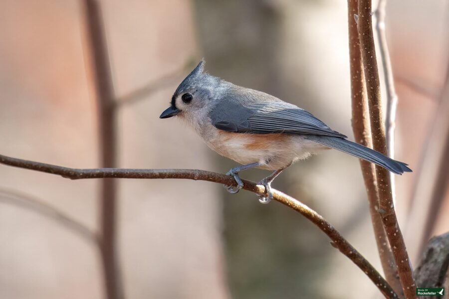 A tufted titmouse bird with gray and orange plumage sits on a thin branch against a blurry background.