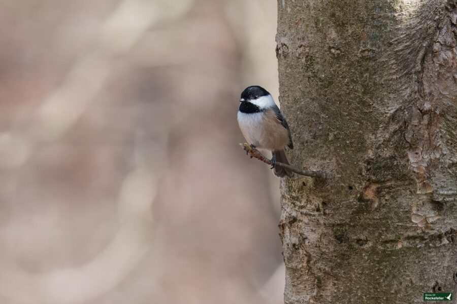 A small black and white bird perched on a tree trunk in a forest setting.