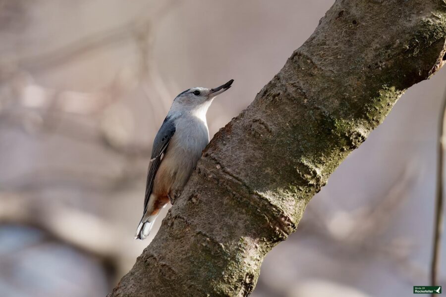 A white-breasted nuthatch perches on the side of a tree, facing upwards with a blurred natural background.