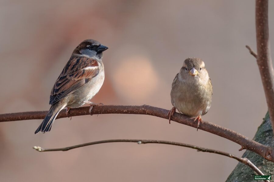 Two sparrows perched on a thin branch, one facing left and the other facing forward, against a blurred background.