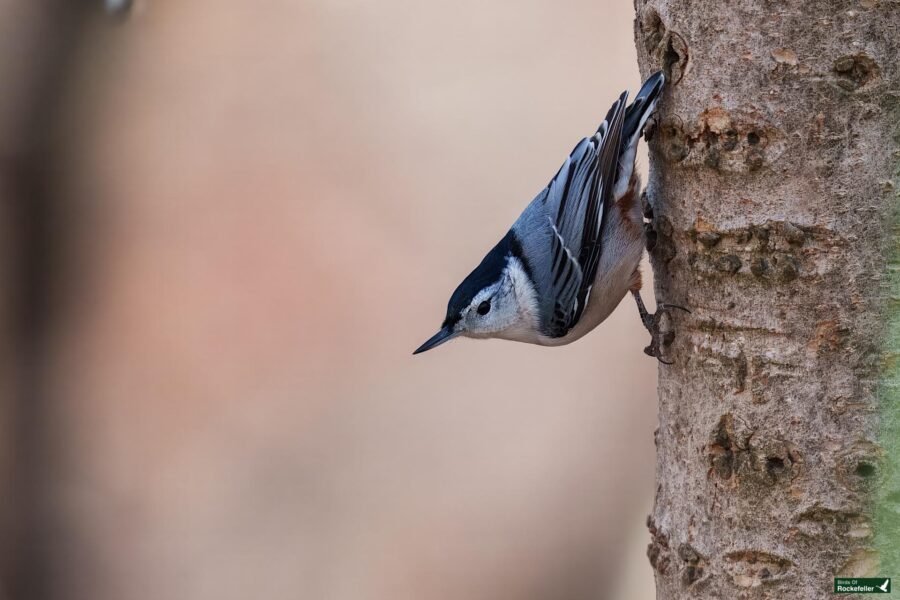 A white-breasted nuthatch clings to the side of a tree, looking downward against a blurred background.