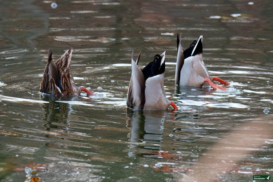 Three ducks dive underwater, revealing their tails and orange feet above the surface of the water.