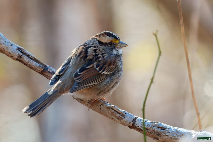 A small bird with brown and gray feathers, yellow patch near the eye, perched on a branch.