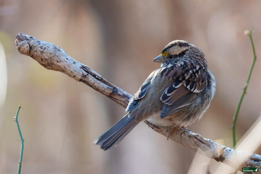 A brown and white bird with a striped head perched on a branch, facing away.