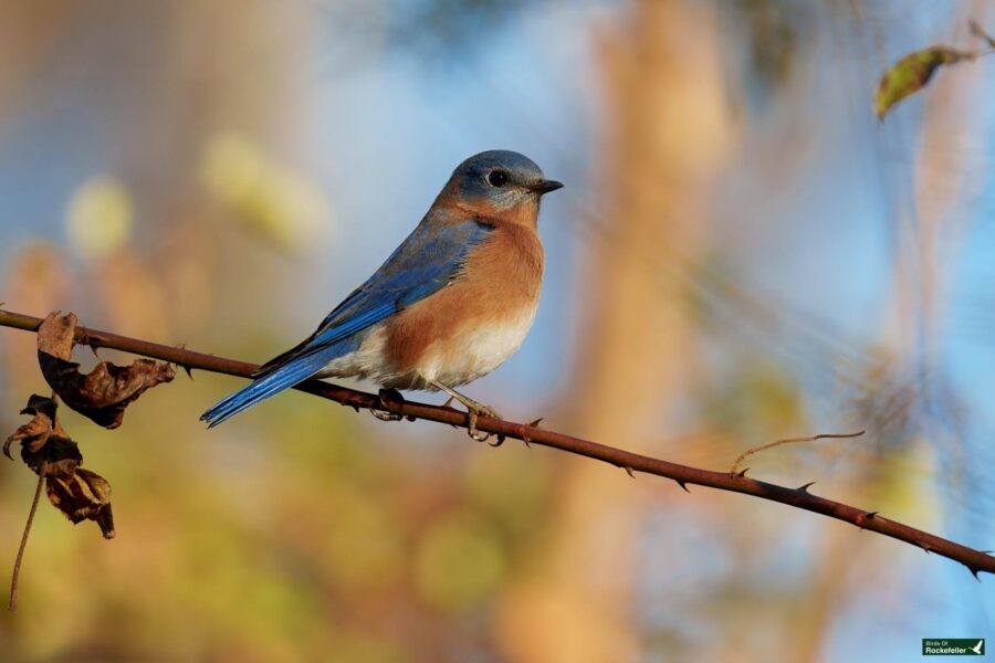 A bluebird perched on a thin branch, surrounded by blurred foliage in the background.