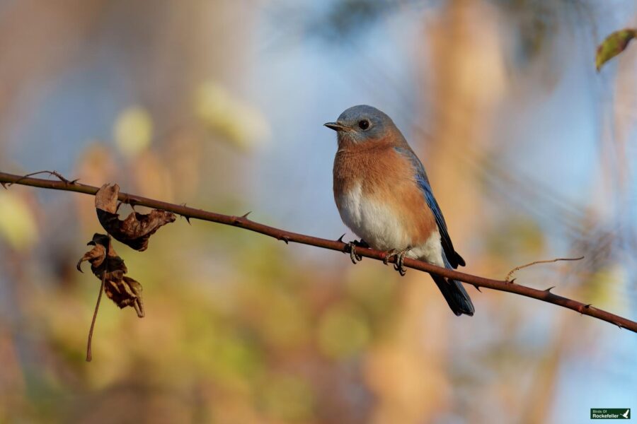 A small bird with blue and orange plumage perches on a thin branch with dried leaves in a natural setting.