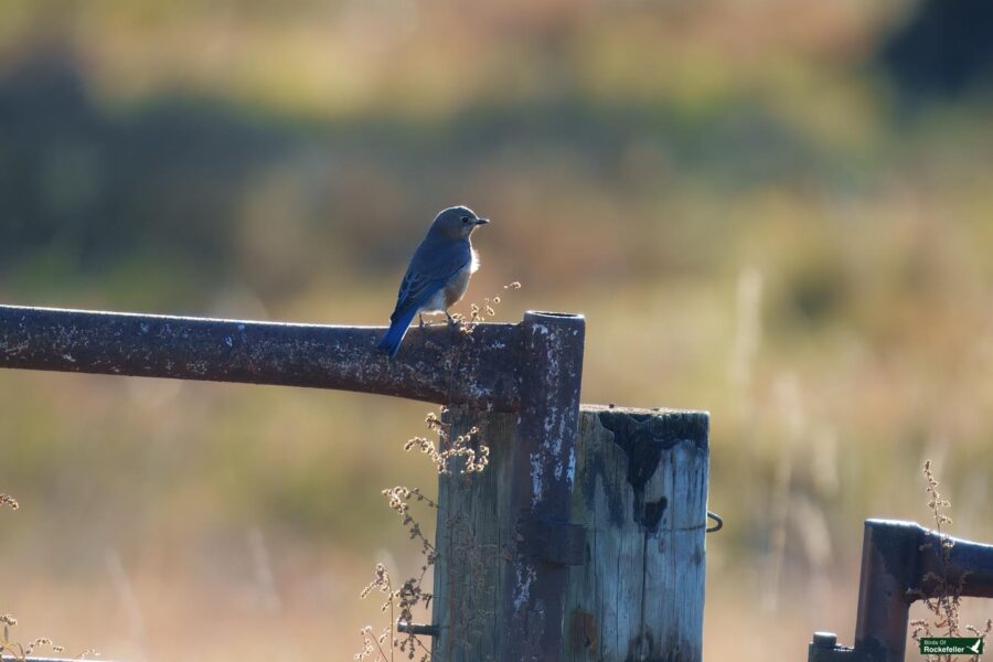 A small bird perches on a rusty metal gate with a blurred natural background.