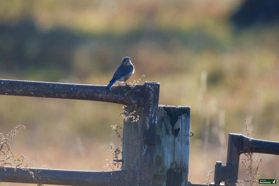 A small blue bird perches on a rusty metal gate post in a grassy field.