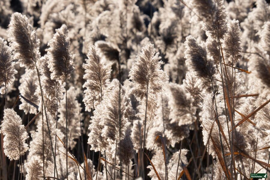 Close-up of tall, fluffy plants with light brown feathery tops in a dense field, backlit by sunlight.