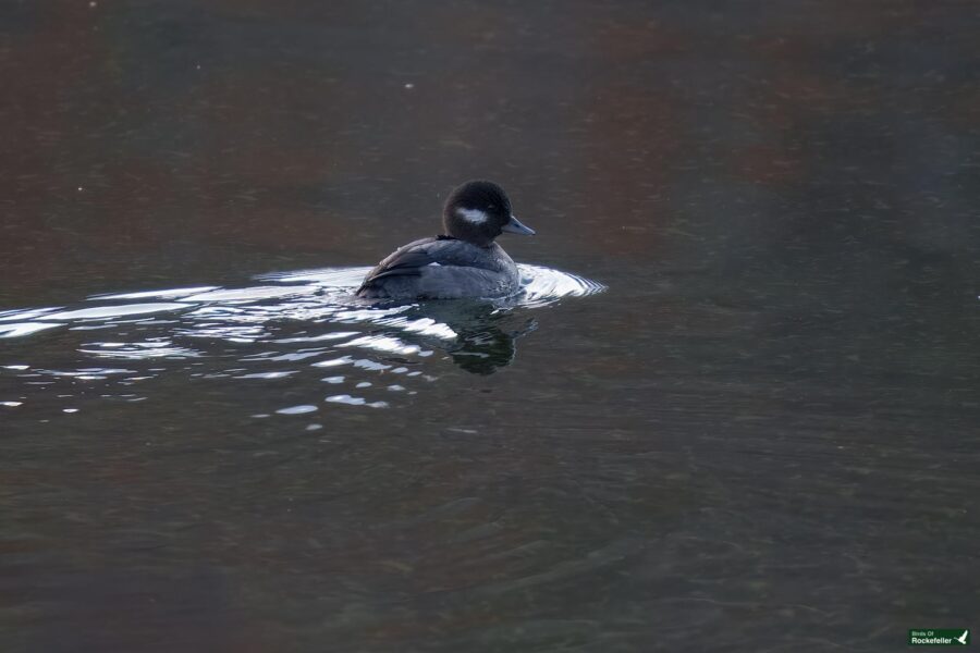 A solitary duck swims on a calm body of water, creating gentle ripples.