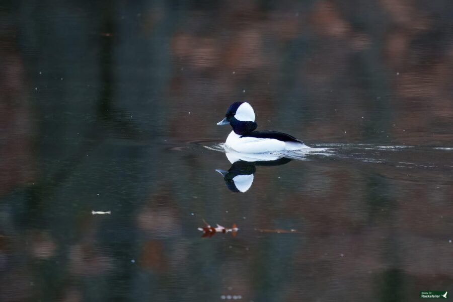 A black and white duck swims on calm water, creating a reflection. Fallen leaves can be seen floating on the surface.