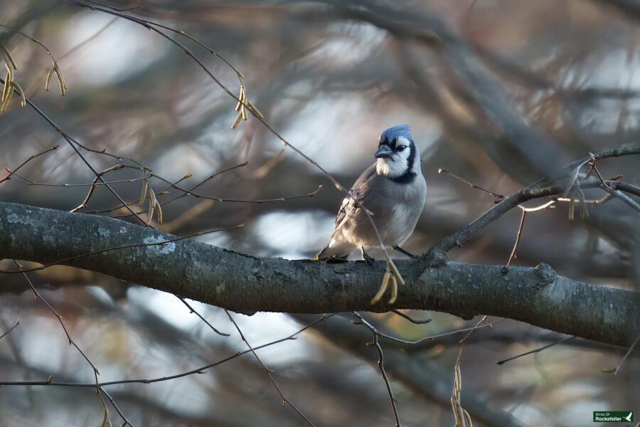 A blue jay perched on a tree branch surrounded by sparse twigs.