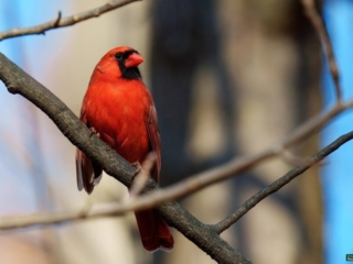 BOR - 11-18-2024 - 0111920 A red cardinal perched on a tree branch against a blurred background.