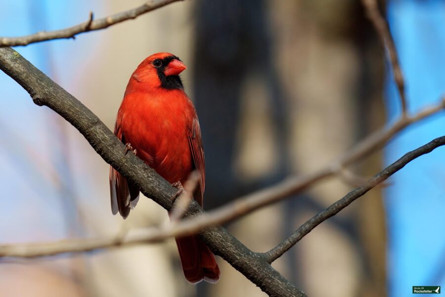 A red cardinal perched on a tree branch against a blurred background.