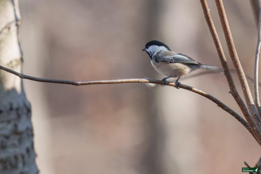 A small bird with a black cap and gray body perches on a slender branch against a blurred background.