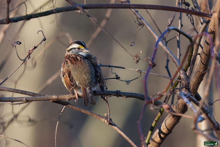 A small bird with a white and black striped head perches on a bare branch surrounded by other twigs.